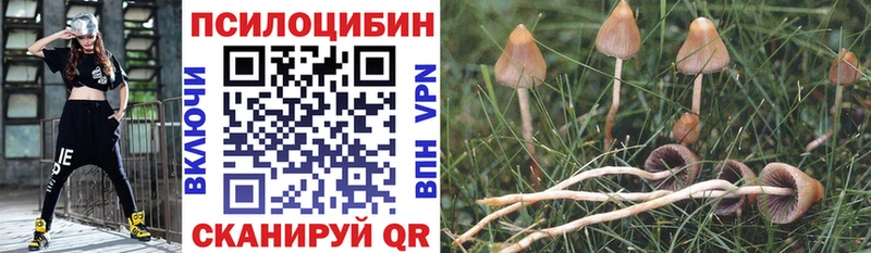 сколько стоит  Чердынь  ОМГ ОМГ   Галлюциногенные грибы Cubensis 